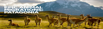 Epic Animal Migrations: Patagonia